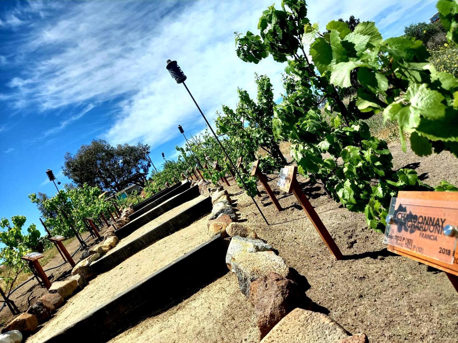 Finca Vidandrei Casa Eucalipto Valle de Guadalupe Buitenkant foto